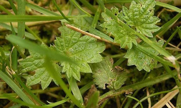 Hoe lang moet onkruidverdelger inwerken?