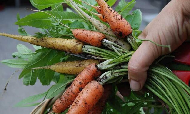 Hoe wortelen planten en verzorgen