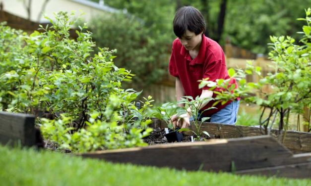 Hoe groenten planten in de herfst en oogsten