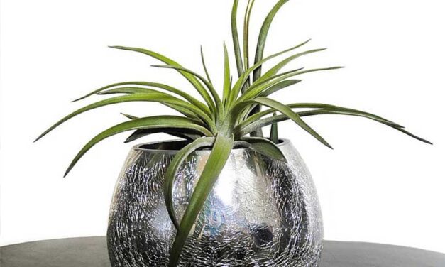 14 Huisdiervriendelijke kamerplanten