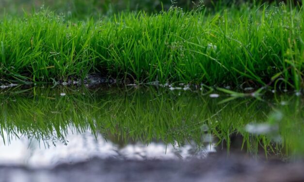 Wat te doen aan overbewaterd gras