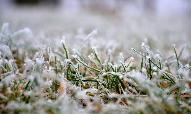 Hoe gazon verzorgen in de winter