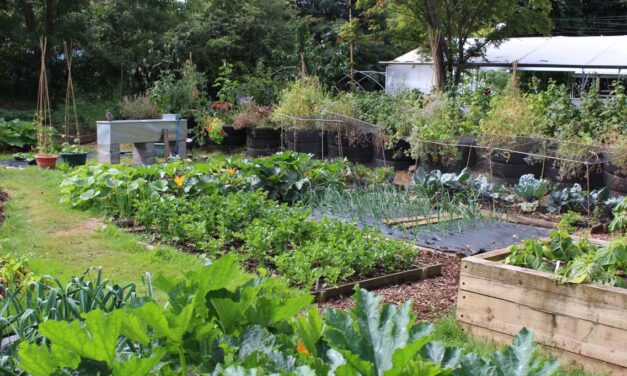 Hoe groentetuin aanplanten