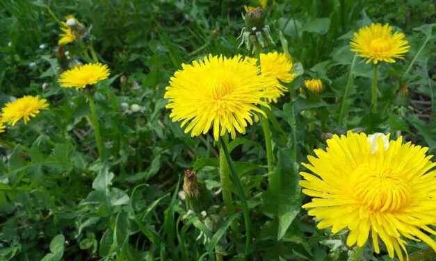 Zelfgemaakte, natuurlijke onkruidverdelger voor paardenbloemen